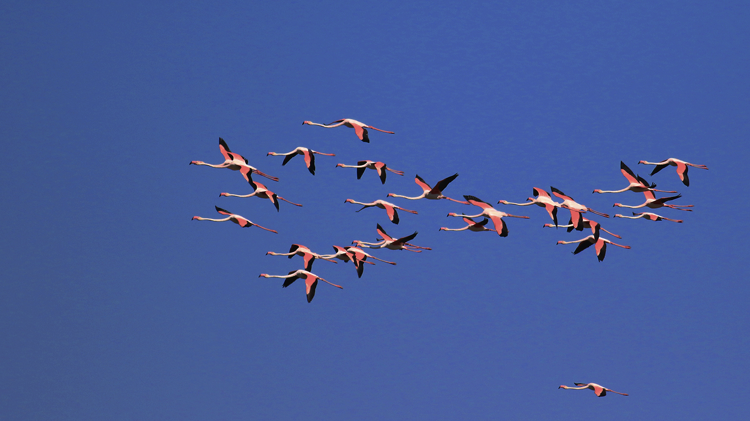 Greater Flamingo
